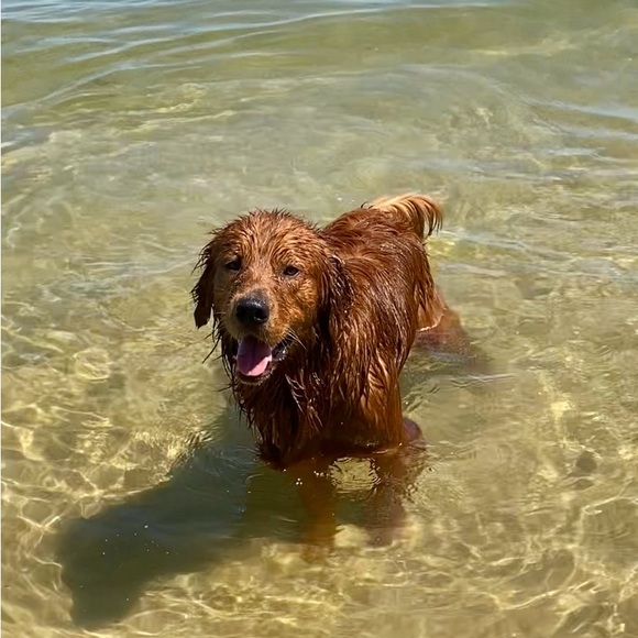 Meet your Posher, Move in Style - Picture 5 of 12